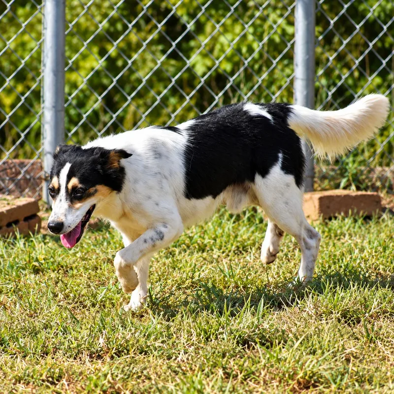 A young medium-sized male White / Cream Australian Shepherd dog named Blippi for adoption in Wedowee, AL