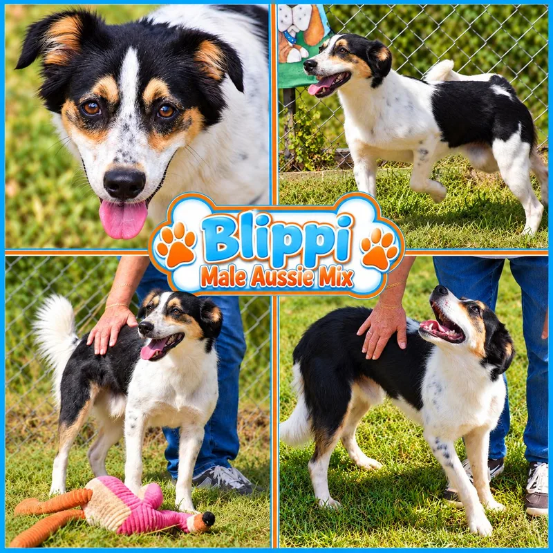 Blippi thumbnail 4