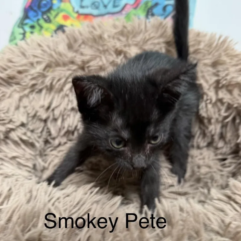 A baby small-sized male Black Domestic Medium Hair cat named Smokey Pete for adoption in Floresville, TX