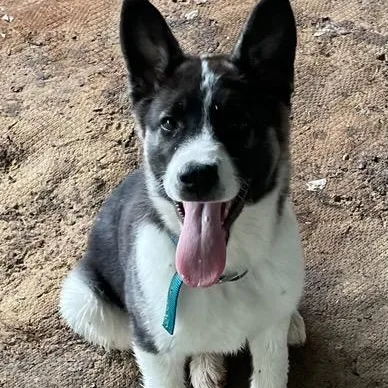 A young medium-sized male Husky dog named Beau for adoption in Point, TX