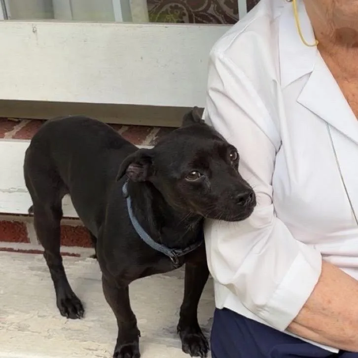 An adult small-sized male Terrier dog named Elroy for adoption in Washington, DC