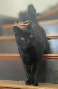 Ultimate Warrior thumbnail 3