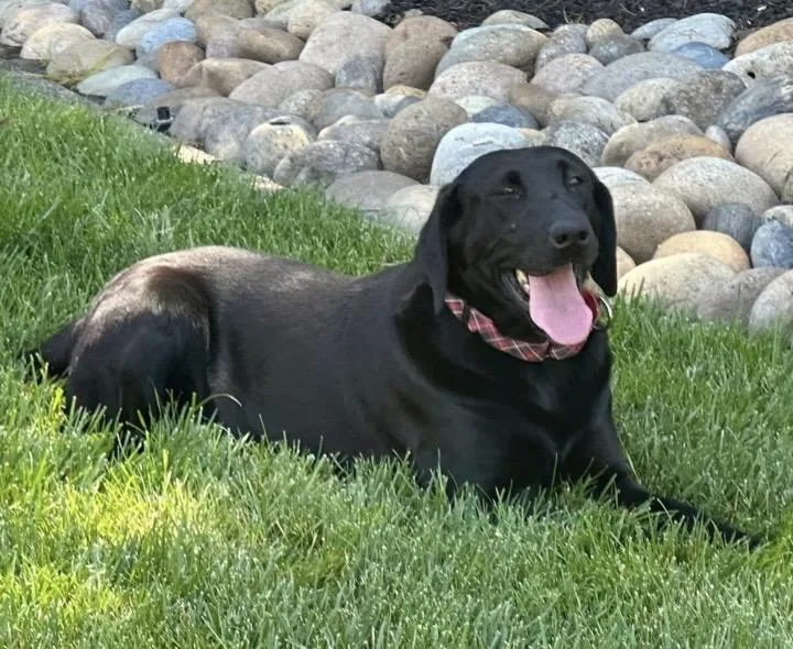 An adult large-sized female Black Labrador Retriever dog named Kesha for adoption in Santa Rosa, CA