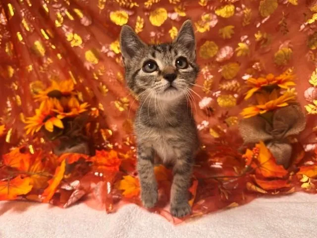 A baby small-sized male Domestic Short Hair cat named Scooby for adoption in Fairfield, CA