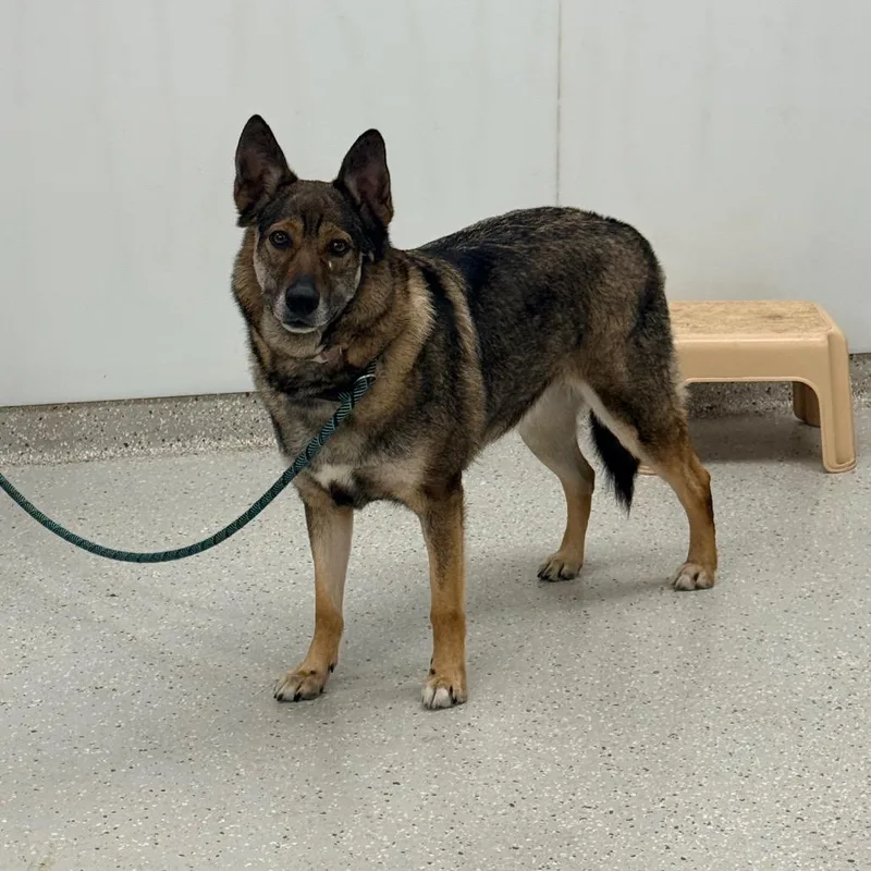 An adult large-sized female Brown / Chocolate German Shepherd Dog dog named Willow for adoption in Indianapolis, IN