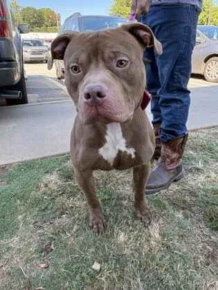 An adult large-sized male Mixed Breed dog named Bento Box for adoption in Chamblee, GA