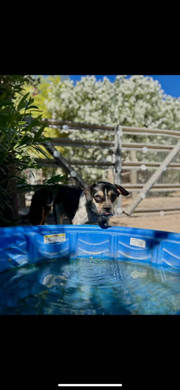 The Beagle Bros thumbnail 2