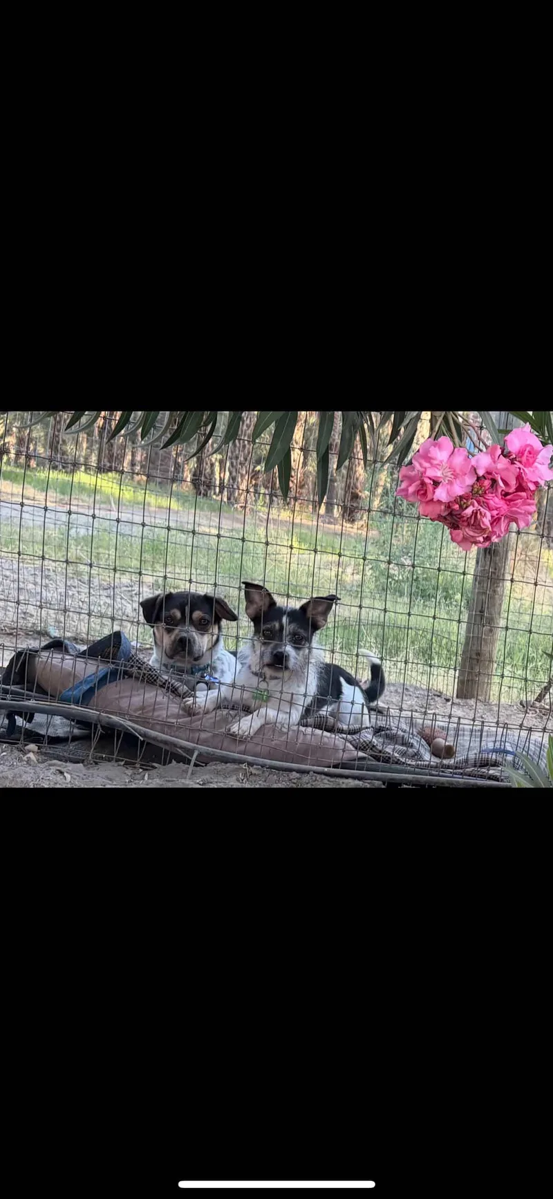 The Beagle Bros thumbnail 3