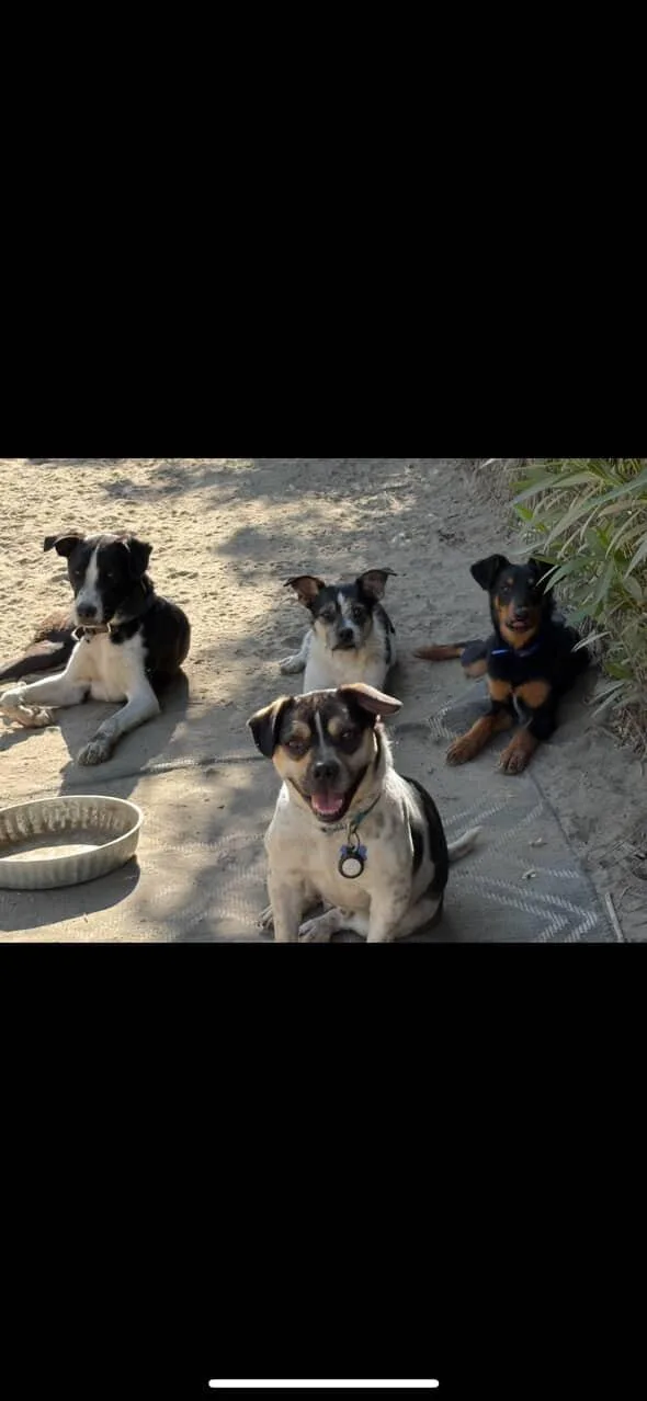 The Beagle Bros thumbnail 4