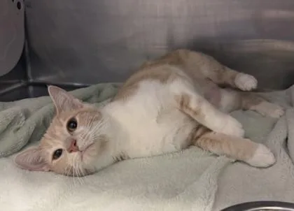 A young medium-sized female Buff & White Domestic Short Hair cat named Parfait for adoption in Lafayette, IN
