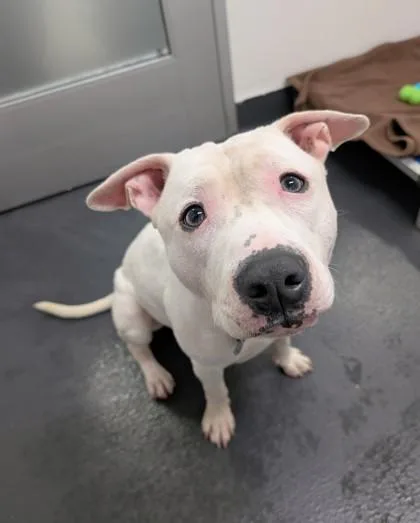 A young medium-sized male White / Cream Pit Bull Terrier dog named Ramen for adoption in Ithaca, NY