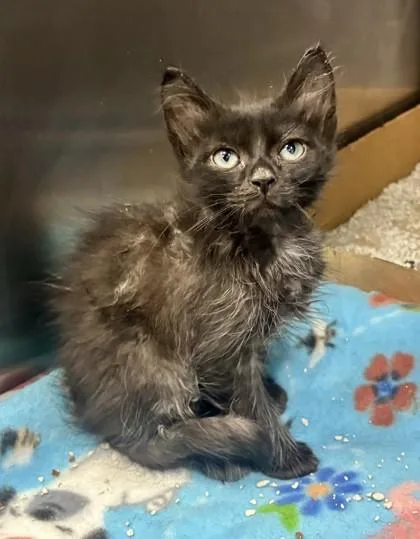 A baby medium-sized male Black Domestic Medium Hair cat named Matt for adoption in Georgetown, SC