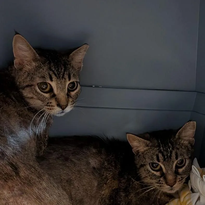 A young medium-sized female Brown / Chocolate Domestic Short Hair cat named Calypso for adoption in Fairport, NY