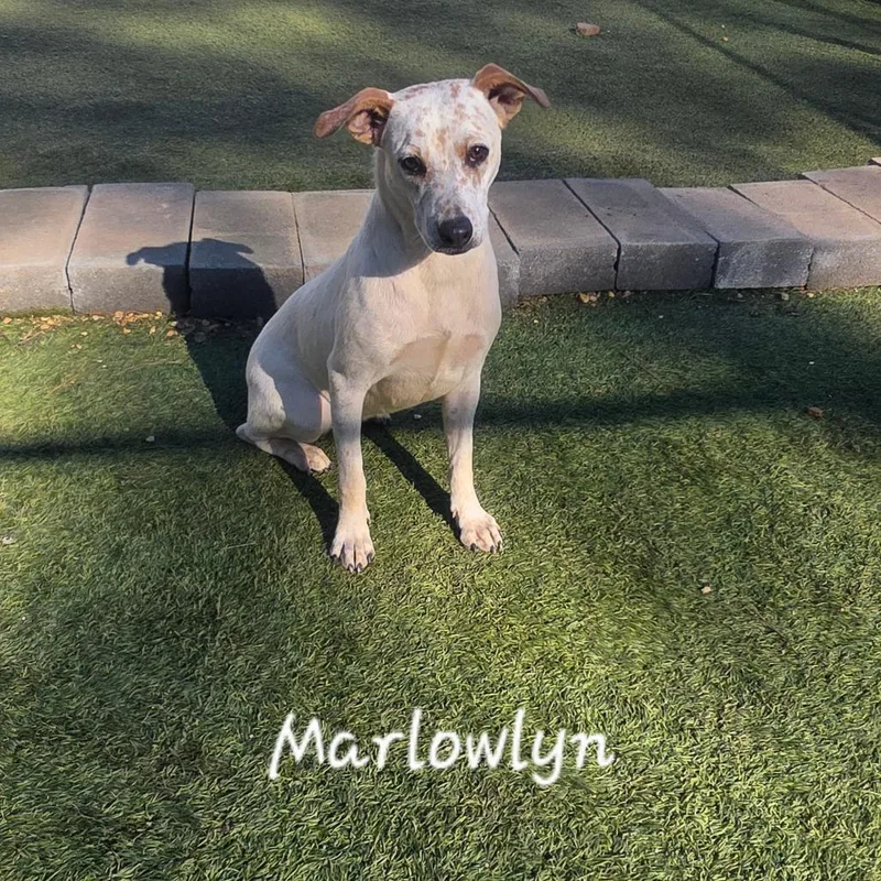 Marlowlyn thumbnail 3