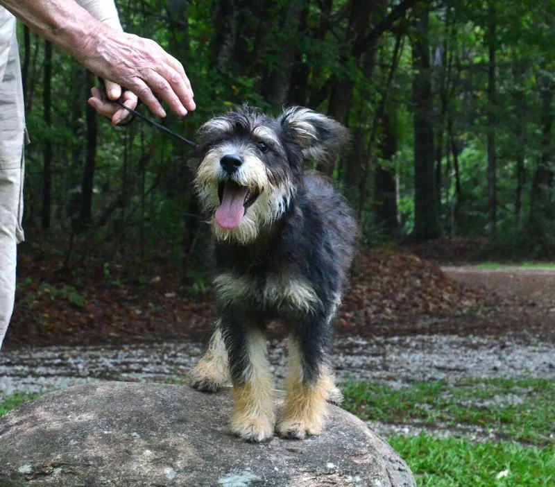 A young small-sized male Brown / Chocolate Schnauzer dog named Biscuit for adoption in Willingboro, NJ