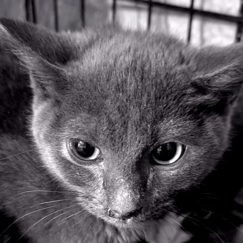 A baby small-sized female Gray / Blue / Silver Domestic Short Hair cat named Kc for adoption in Ashland, VA