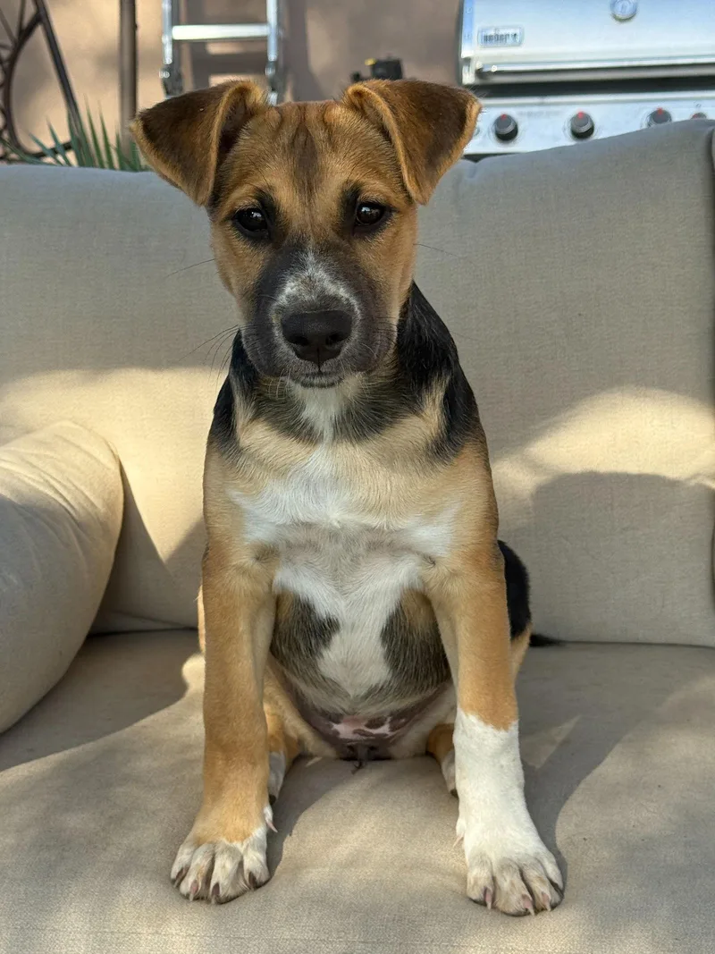 Sunny Perfect Puppy Stage