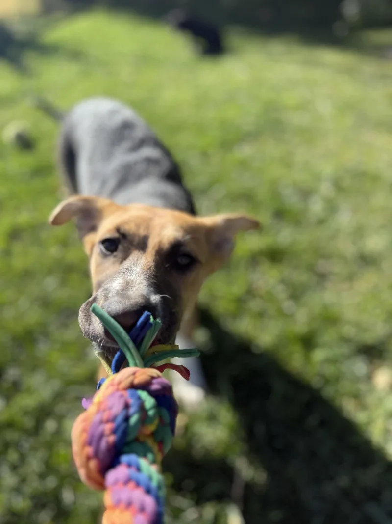 Sunny Perfect Puppy Stage thumbnail 2