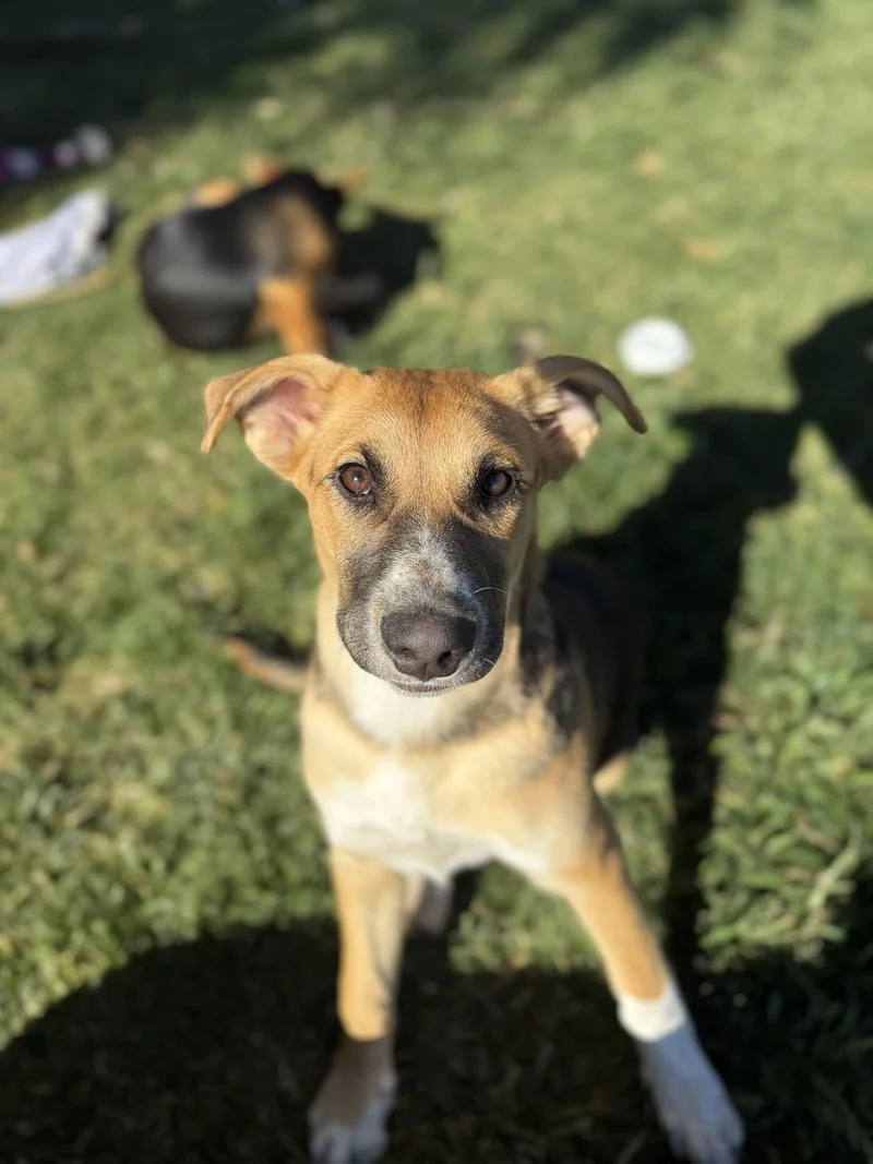 Sunny Perfect Puppy Stage thumbnail 3