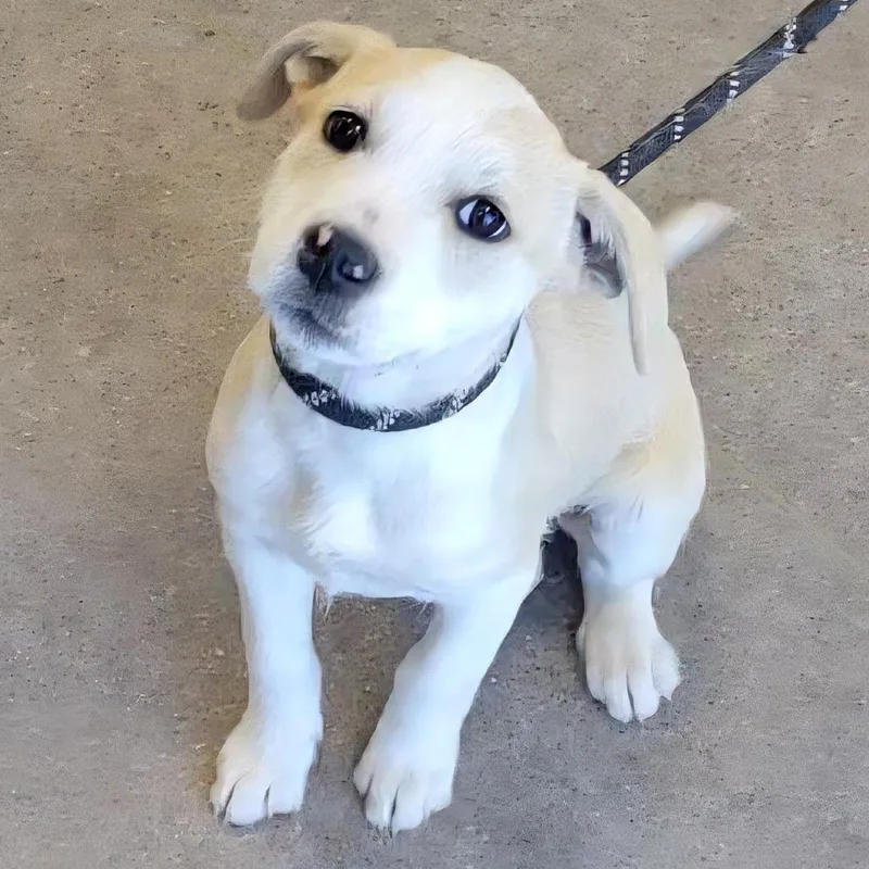 A young medium-sized female White / Cream Mixed Breed dog named Elaine for adoption in Las Cruces, NM