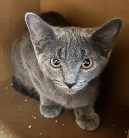 A young small-sized female Domestic Short Hair cat named Natalie for adoption in Phoenix, AZ