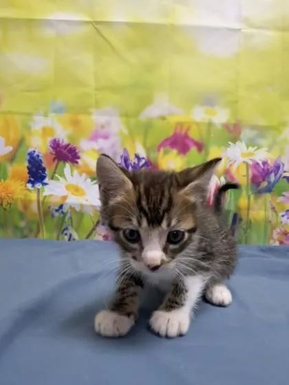 A baby small-sized male Domestic Short Hair cat named Toad for adoption in San Antonio, TX