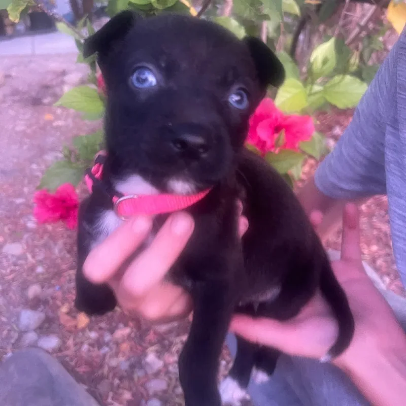 A baby medium-sized female Black Labrador Retriever dog named Leilani for adoption in Escondido, CA