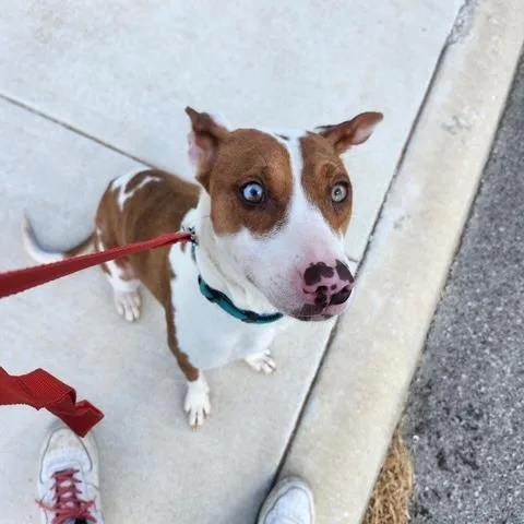 Nova