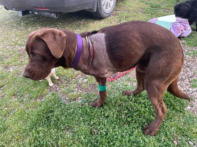 Chestnut thumbnail 2