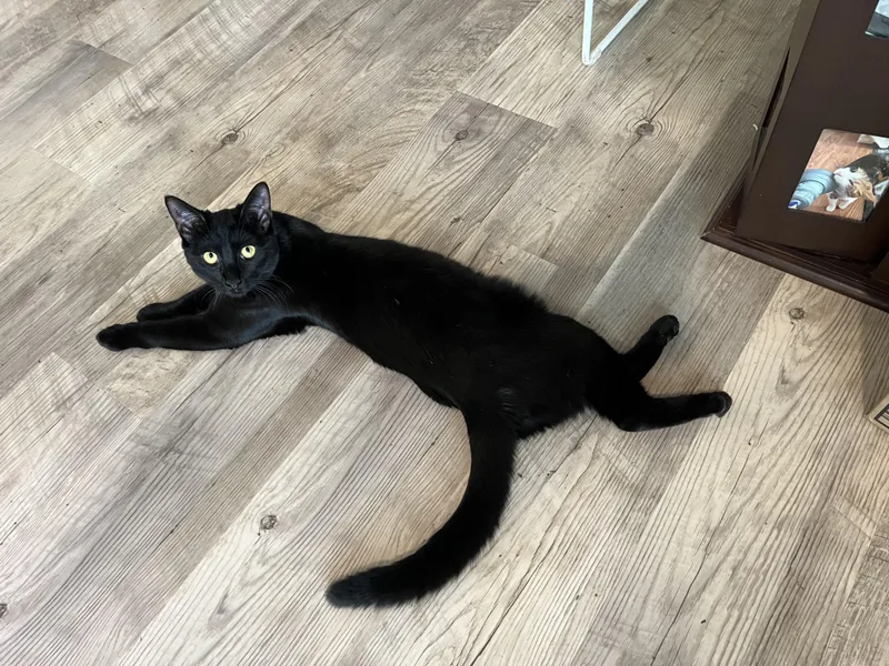 A baby medium-sized female Black Domestic Short Hair cat named Maple for adoption in Seneca, SC