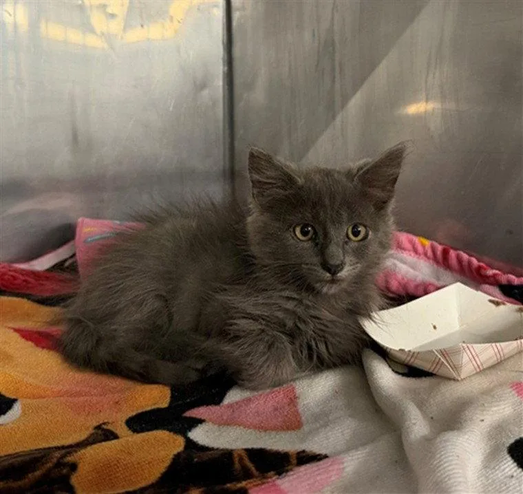 A baby small-sized male Gray / Blue / Silver Domestic Medium Hair cat named A for adoption in Woodland, CA
