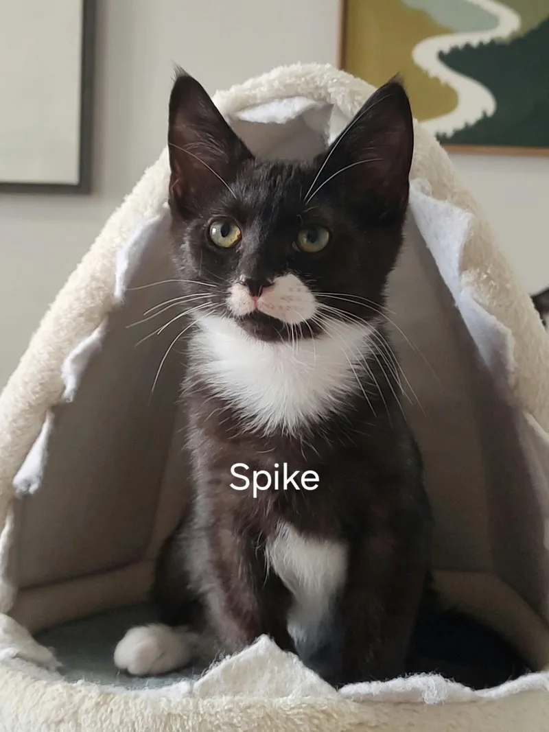 A baby medium-sized male Domestic Short Hair cat named Spike for adoption in Ephrata, WA