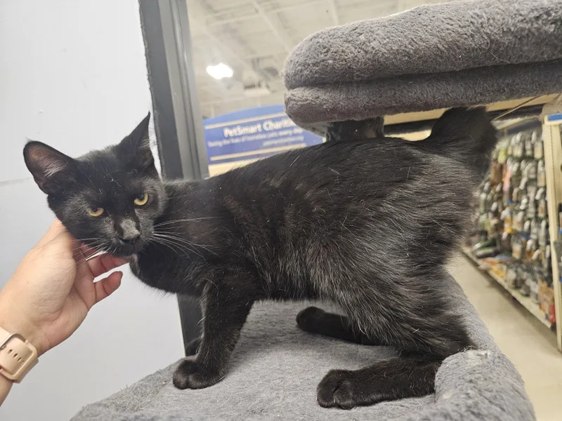 A baby medium-sized male Black Domestic Short Hair cat named Chocolotta Cheesecake for adoption in Richmond, VA