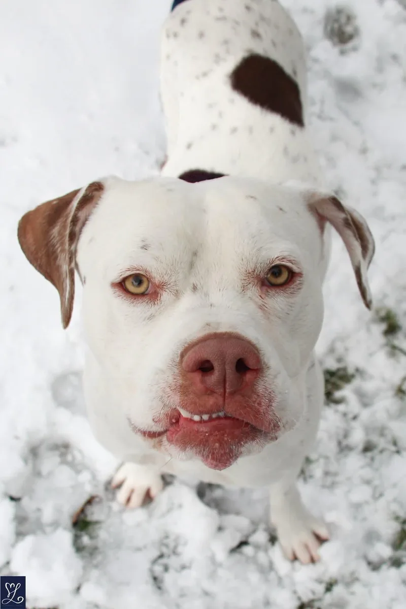 Meatball thumbnail 2