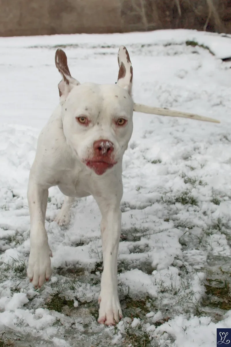 Meatball thumbnail 3