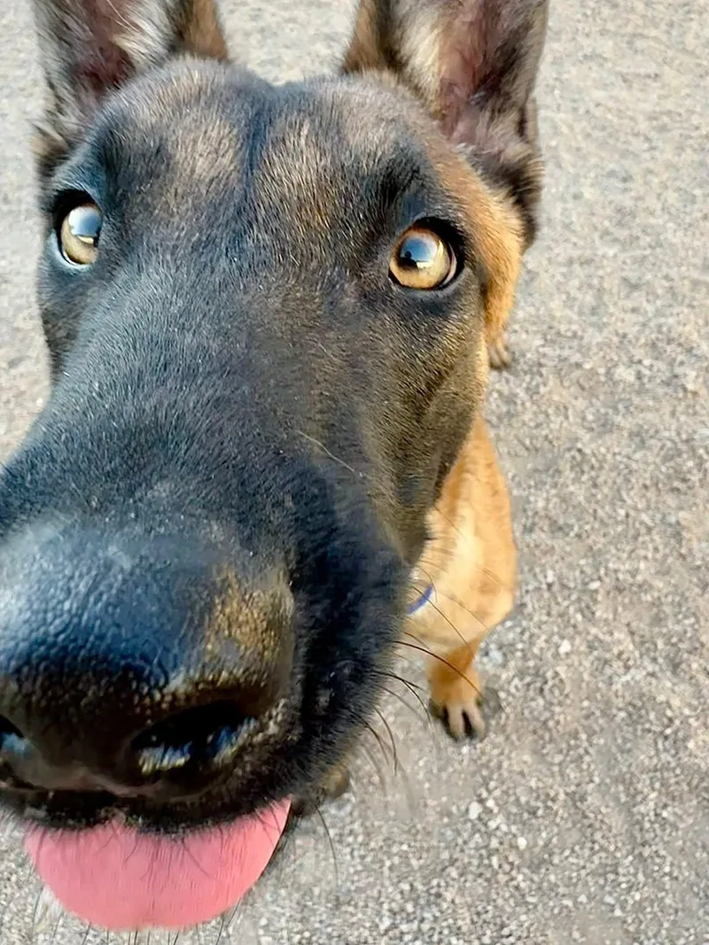A young large-sized male Black Belgian Shepherd / Malinois dog named Kristoff for adoption in Glendale, AZ