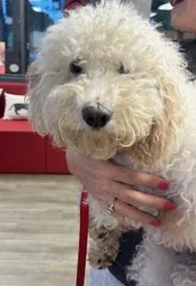 An adult small-sized male Gray / Blue / Silver Sheepadoodle dog named Limmerick for adoption in Tulsa, OK