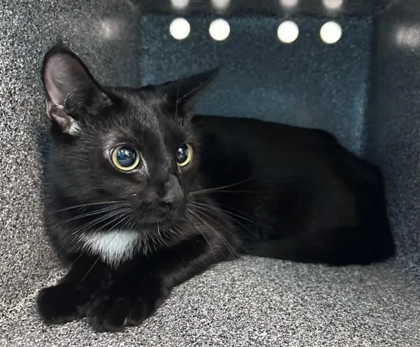 A young medium-sized female Domestic Short Hair cat named Juniper Tree for adoption in New York, NY