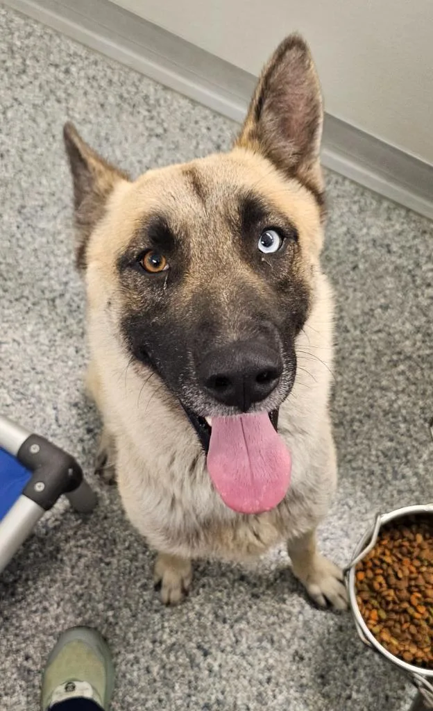 A young large-sized male Terrier dog named Charley for adoption in Athens, TN