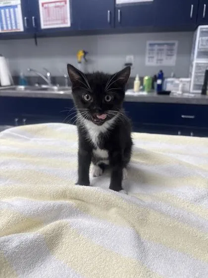 A young small-sized female Domestic Short Hair cat named B Lucy for adoption in North Charleston, SC