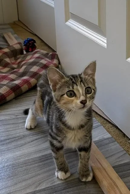 A baby medium-sized female Calico Domestic Short Hair cat named Anne for adoption in Portland, OR