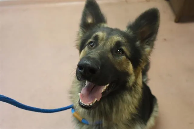 A young large-sized male Mixed Breed dog named Chewy for adoption in Columbia, SC