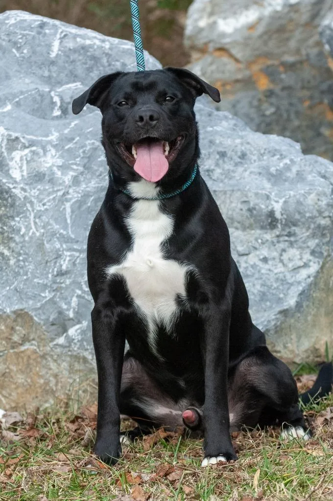 Bruno