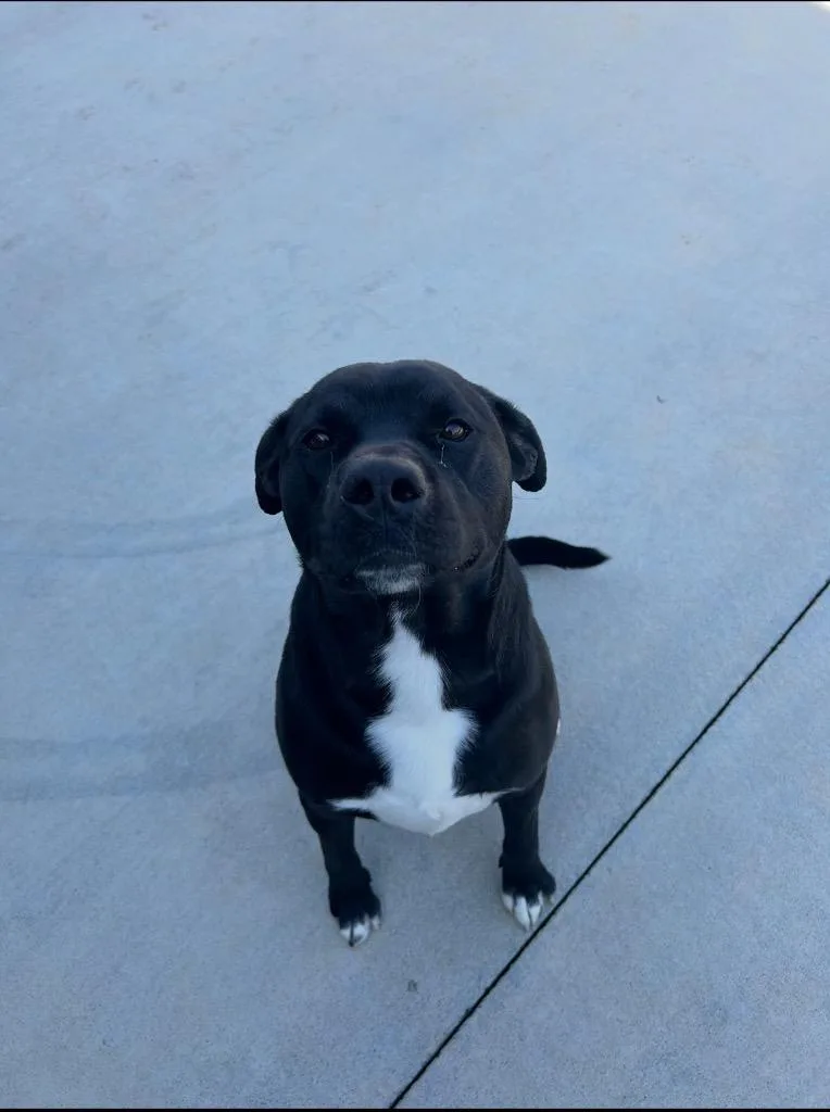 Bruno thumbnail 4