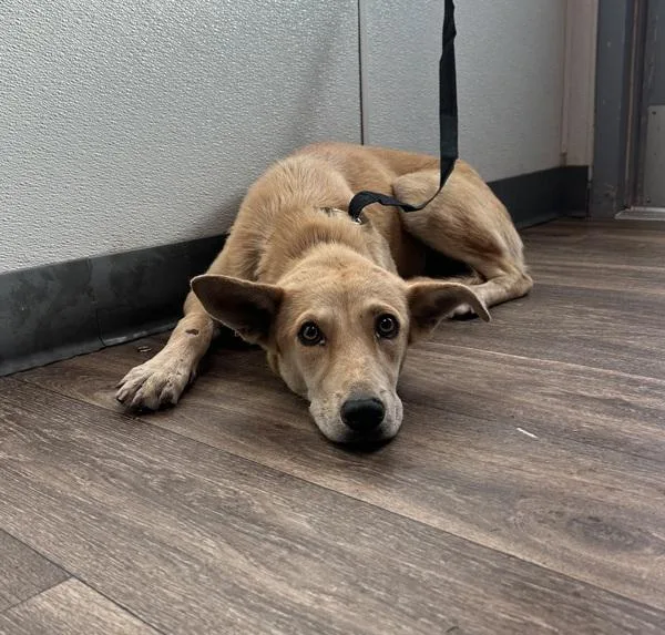An adult medium-sized female Labrador Retriever dog named Oobi for adoption in San Diego, CA
