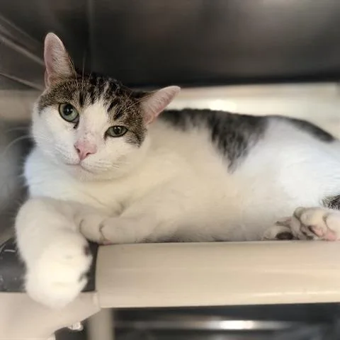 An adult extra large-sized male Brown / Chocolate Domestic Short Hair cat named Bran for adoption in Lakeland, FL