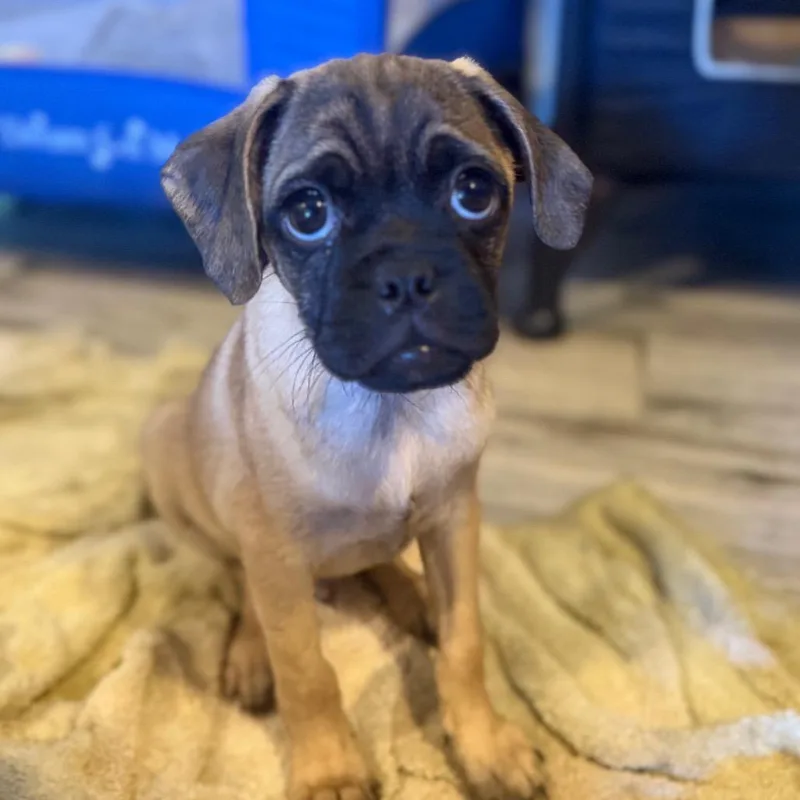 A baby small-sized male Pug dog named Dusty for adoption in Phoenix, AZ