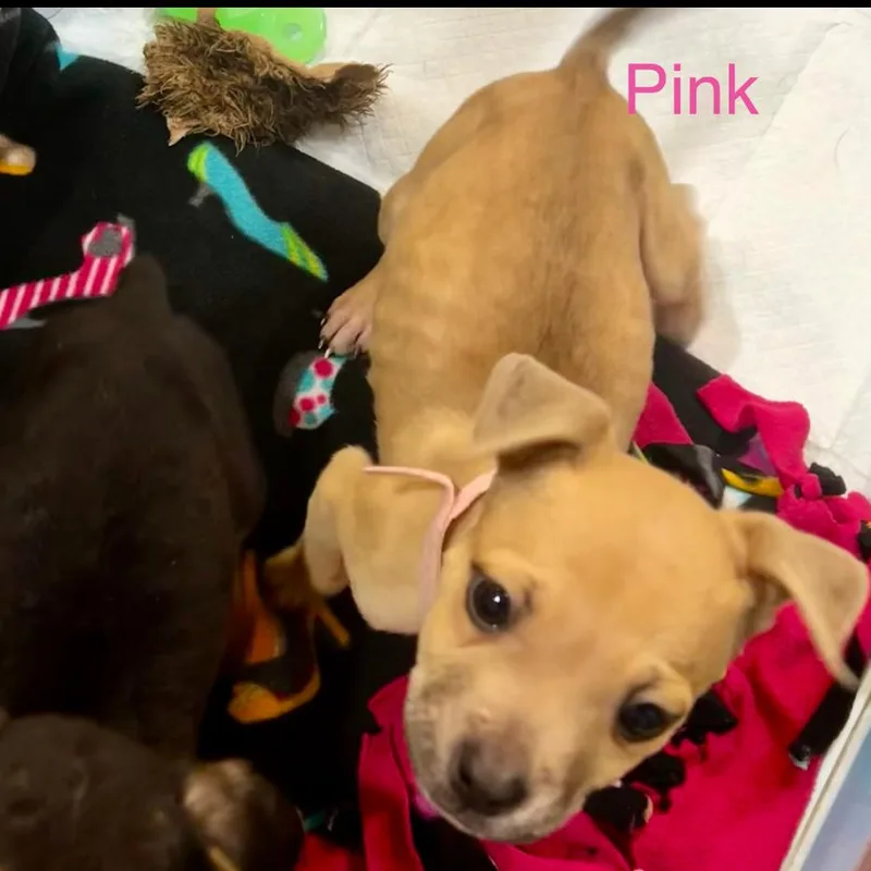 A baby small-sized female Yellow / Tan / Blond / Fawn Miniature Pinscher dog named Pink for adoption in Valdosta , GA