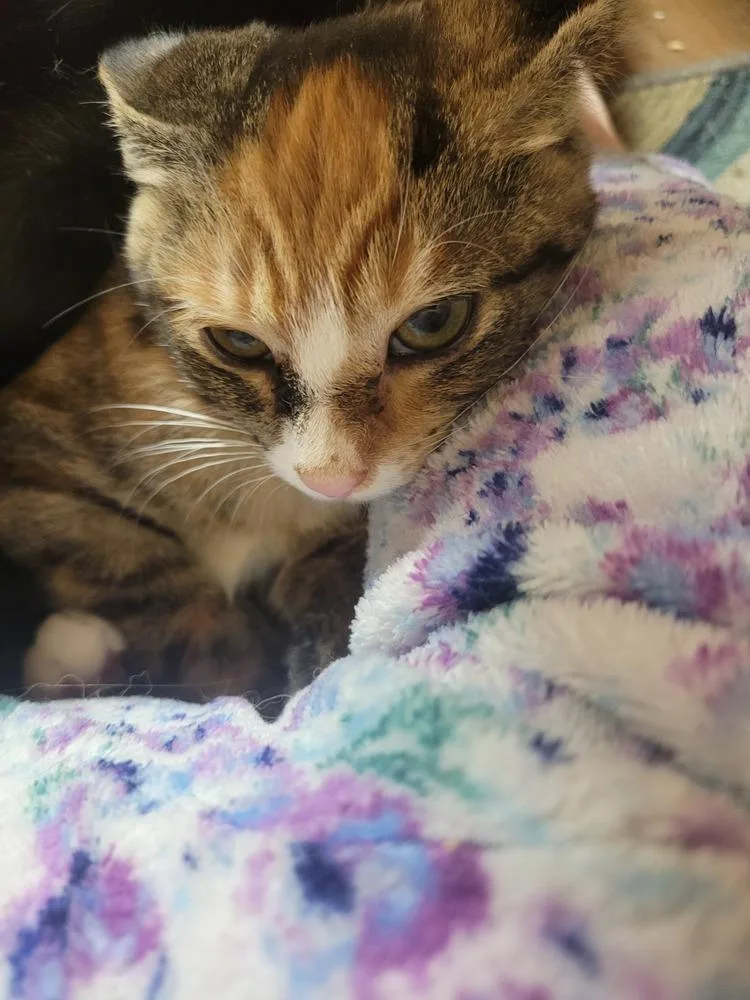 A baby small-sized female Brown / Chocolate Domestic Short Hair cat named Opal for adoption in Lorain, OH