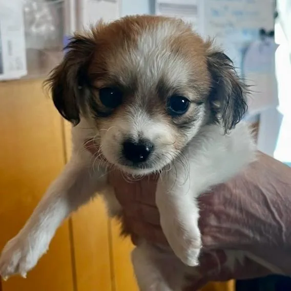 A baby small-sized male Brown / Chocolate Mixed Breed dog named Kisses for adoption in San Pablo, CA